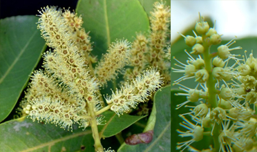 Read more for Ayurvedic Treatment of Anaemia Disease