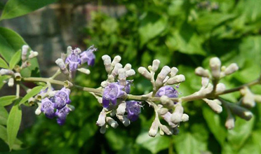 Read more for Ayurvedic Treatment of Anaemia Disease