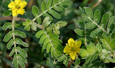 Read more for Ayurvedic Treatment of Anaemia Disease