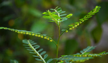 Read more for Ayurvedic Treatment of Anaemia Disease