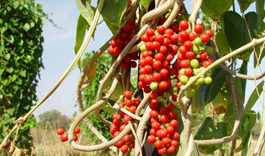 Read more for Ayurvedic Treatment of Anaemia Disease