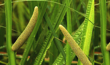 Read more for Ayurvedic Treatment of Anaemia Disease