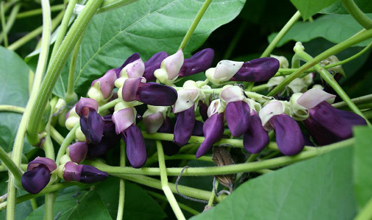 Read more for Ayurvedic Treatment of Anaemia Disease