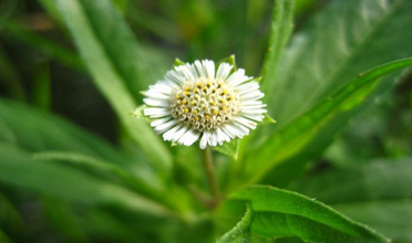 Read more for Ayurvedic Treatment of Anaemia Disease