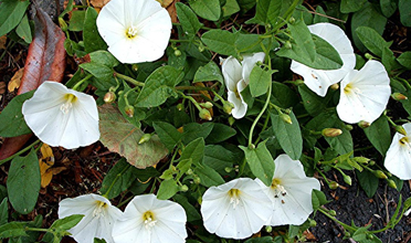 Read more for Ayurvedic Treatment of Anaemia Disease