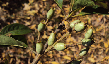 Read more for Ayurvedic Treatment of Anaemia Disease