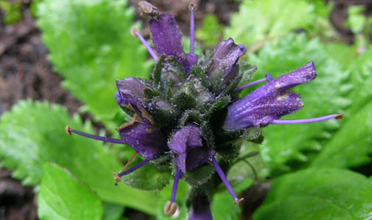 Read more for Ayurvedic Treatment of Anaemia Disease