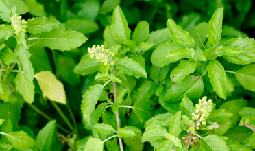 Read more for Ayurvedic Treatment of Anaemia Disease