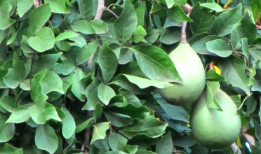 Read more for Ayurvedic Treatment of Anaemia Disease