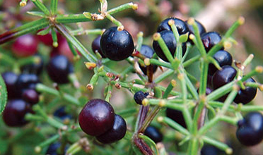 Read more for Ayurvedic Treatment of Anaemia Disease