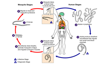 Read more for Ayurvedic Treatment of Anaemia Disease