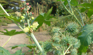 Read more for Ayurvedic Treatment of Anaemia Disease