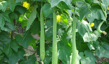 Read more for Ayurvedic Treatment of Anaemia Disease