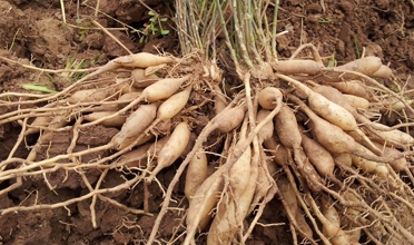 Read more for Ayurvedic Treatment of Anaemia Disease