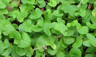 Read more for Ayurvedic Treatment of Anaemia Disease