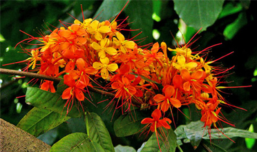 Read more for Ayurvedic Treatment of Anaemia Disease