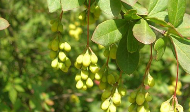 Read more for Ayurvedic Treatment of Anaemia Disease